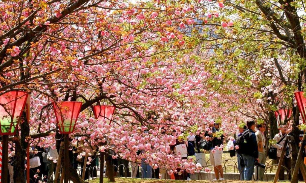 Cherry Blossom Viewing