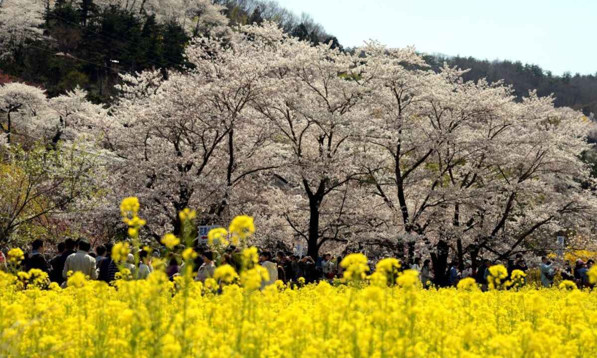 Yellow Spring Road Japan A Flower Paradise